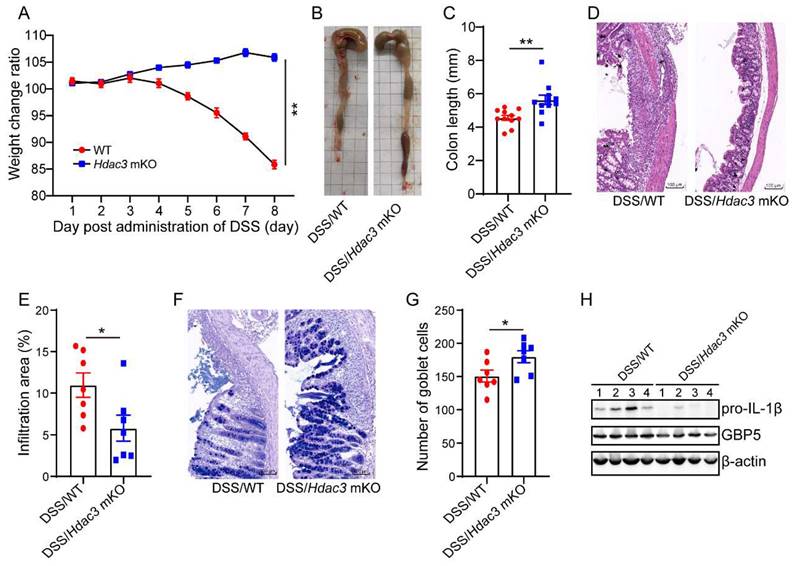 Int J Med Sci Image