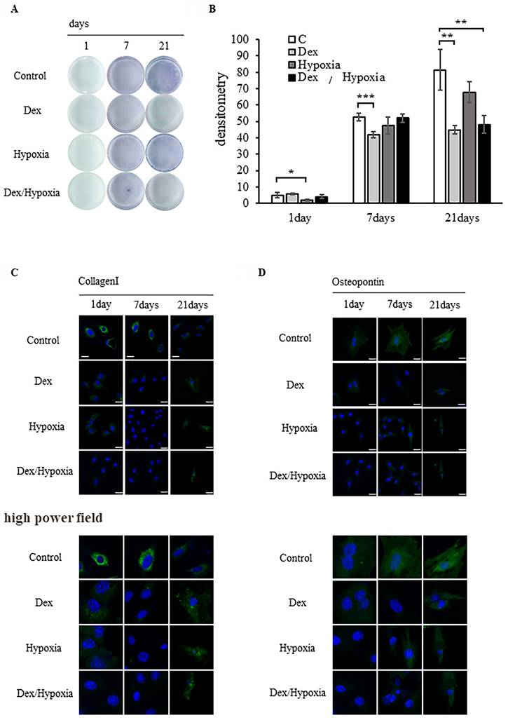 Int J Med Sci Image
