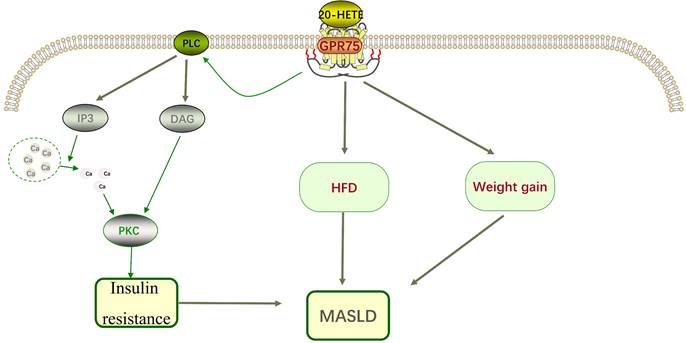 Int J Med Sci Image