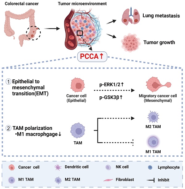 新品　ＨＲ　ベーシック　２箱 Silencing PCCA Suppresses CRC Growth and Spread by
