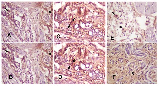 Int J Med Sci Image