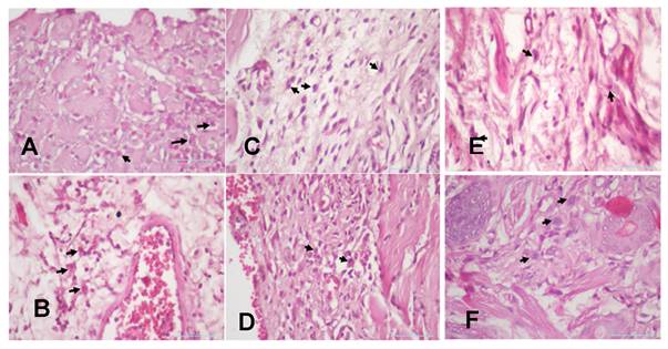 Int J Med Sci Image