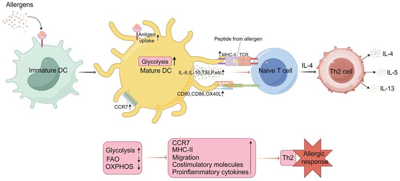 Int J Med Sci Image