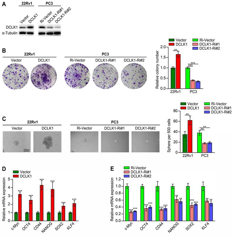 Int J Med Sci Image