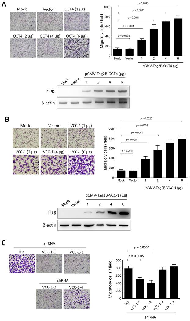 Int J Med Sci Image