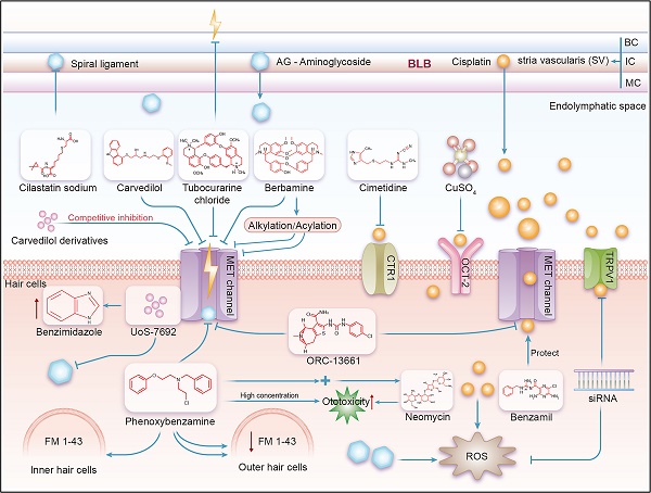 glutathione and ototoxicity Protective effects of MET channels on aminoglycosides- and  cisplatin-induced ototoxicity