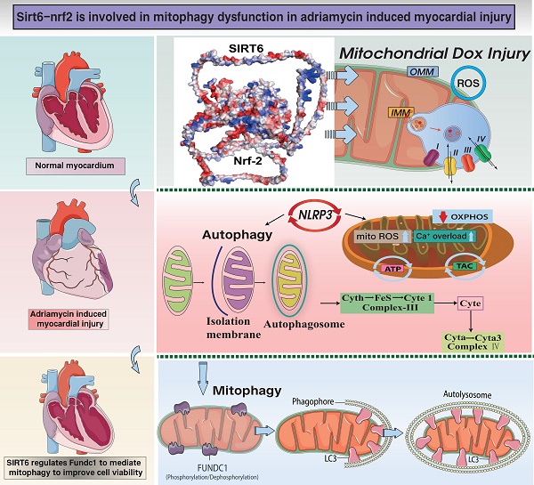 SIRT6 mitigates doxorubicin-induced cardiomyopathy via