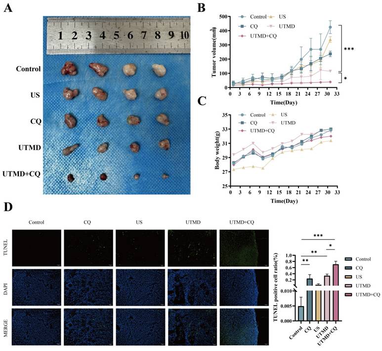 Int J Med Sci Image