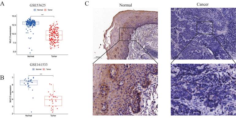 Int J Med Sci Image