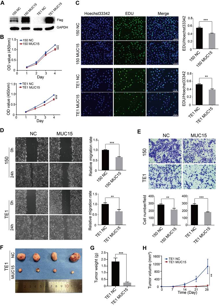 Int J Med Sci Image