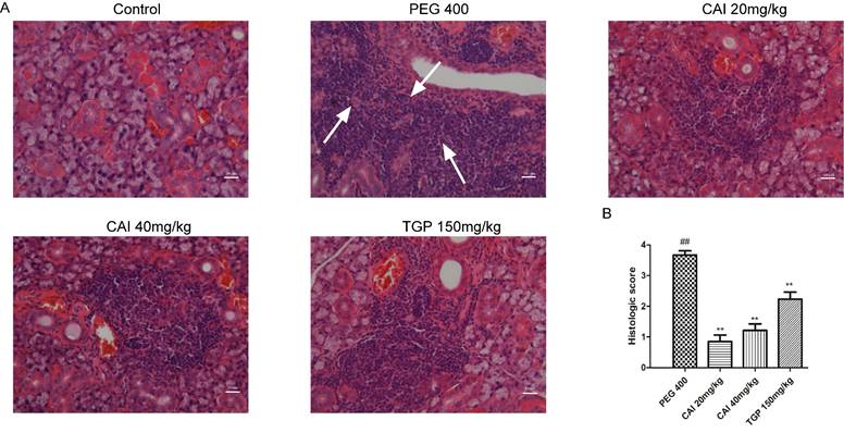 Int J Med Sci Image