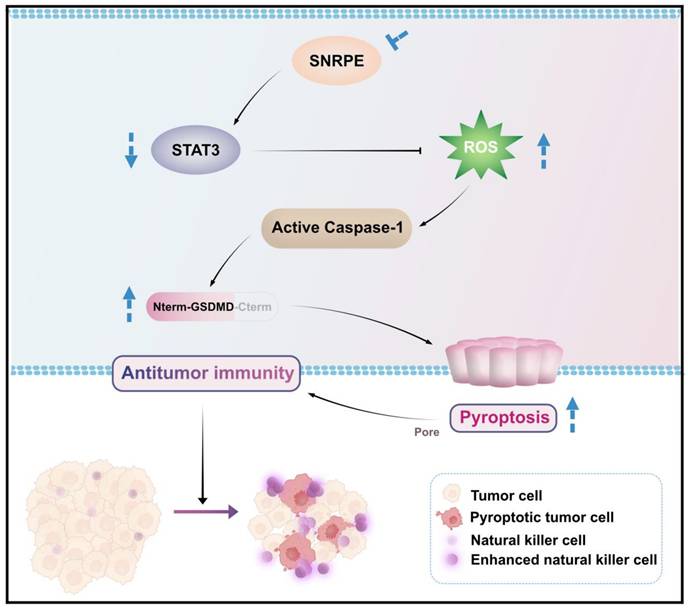 Int J Med Sci Image