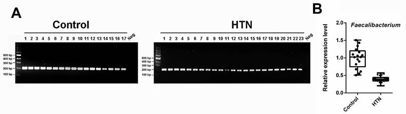 Int J Med Sci Image
