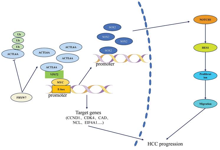 Int J Med Sci Image