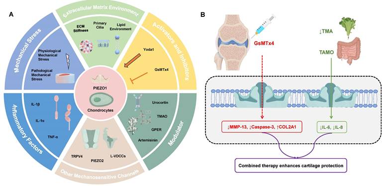 Int J Med Sci Image