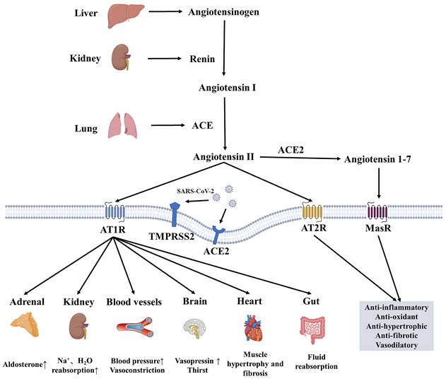 Int J Med Sci Image