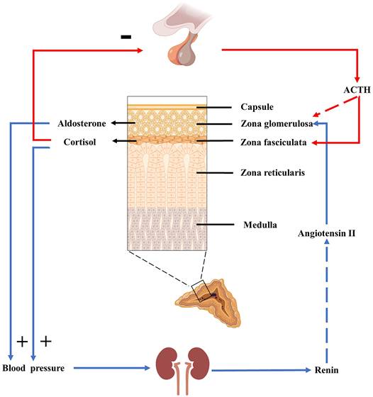 Int J Med Sci Image