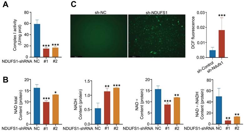Int J Med Sci Image
