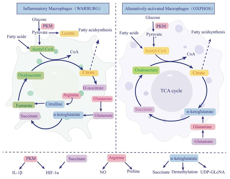 Int J Med Sci Image