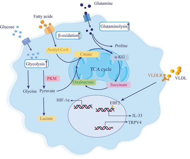 Int J Med Sci Image