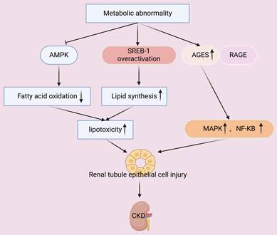 Int J Med Sci Image