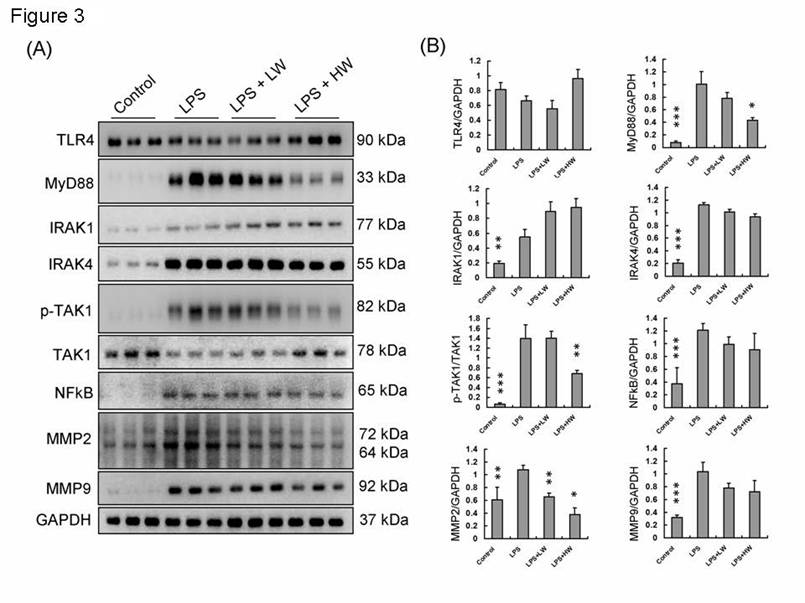 Int J Med Sci Image
