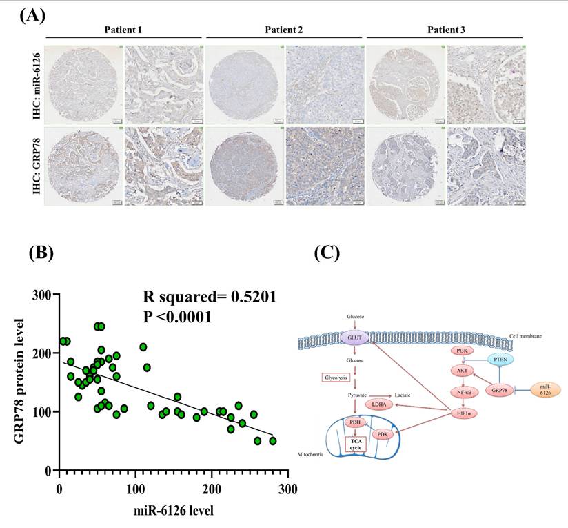 Int J Med Sci Image