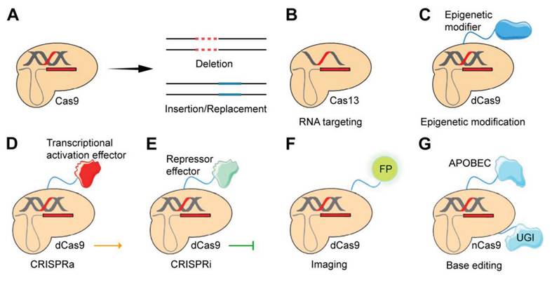 Int J Med Sci Image