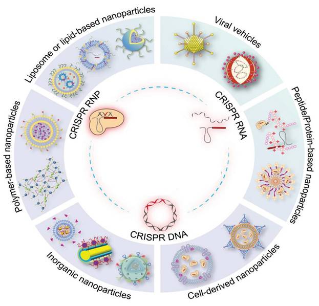 Int J Med Sci Image