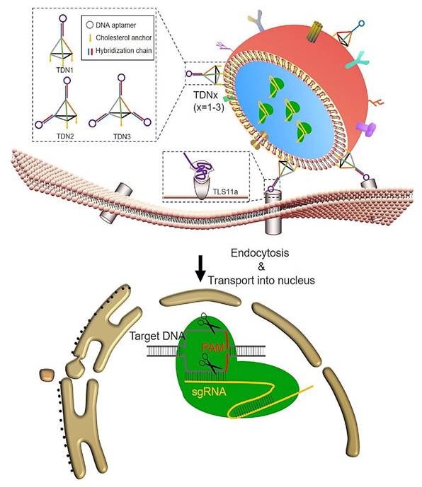 Int J Med Sci Image
