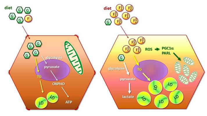 Int J Med Sci Image
