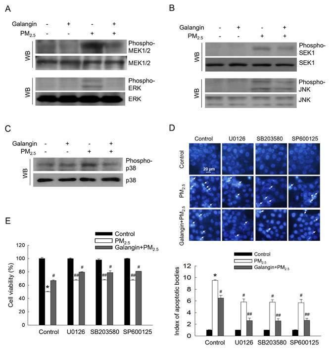 Int J Med Sci Image