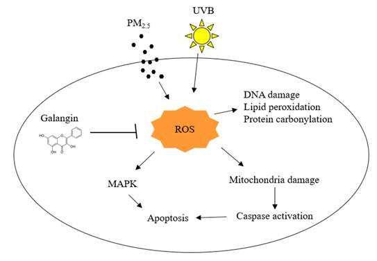 Int J Med Sci Image
