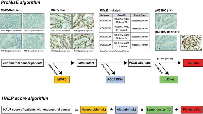Int J Med Sci Image