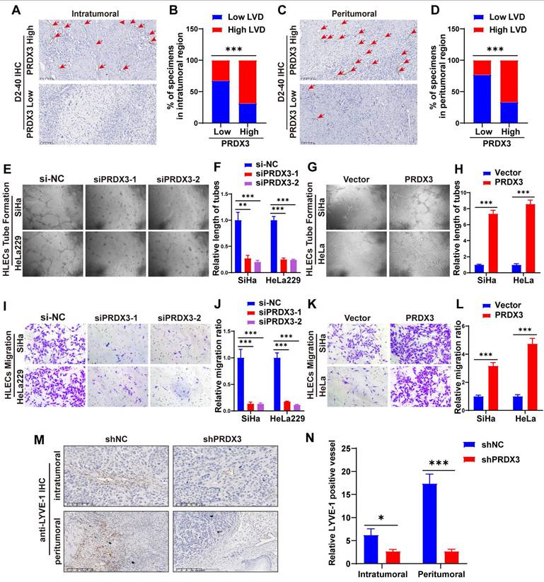 Int J Med Sci Image