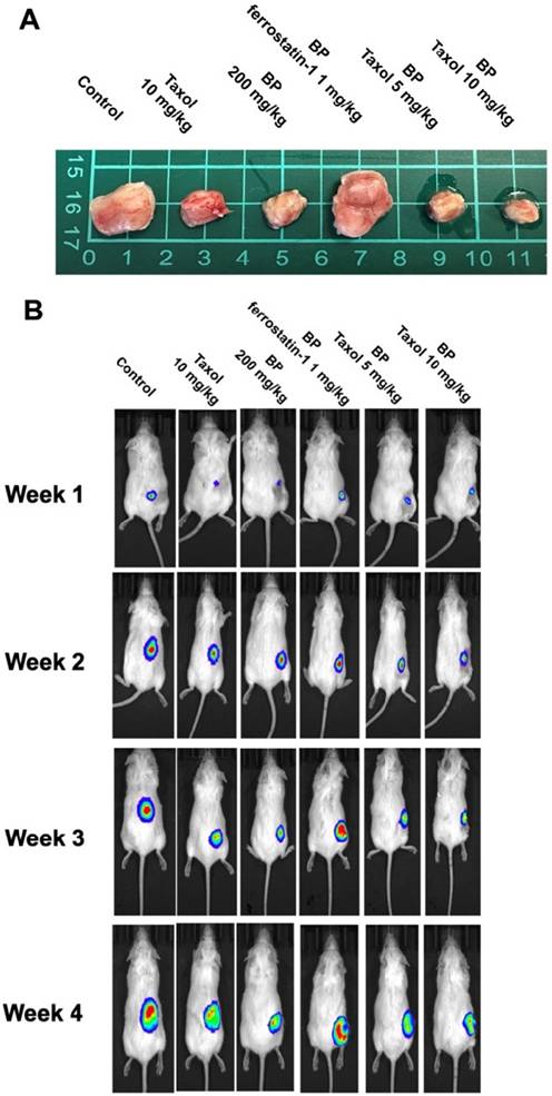 Int J Med Sci Image