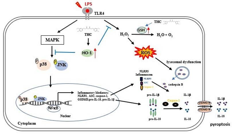 Int J Med Sci Image