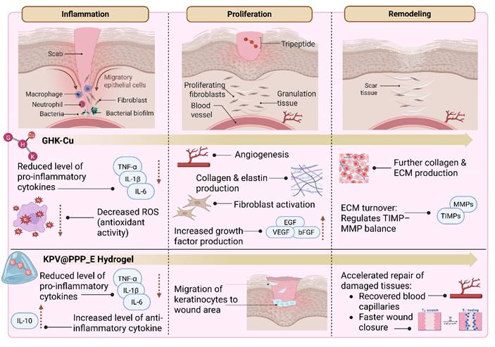 Int J Med Sci Image