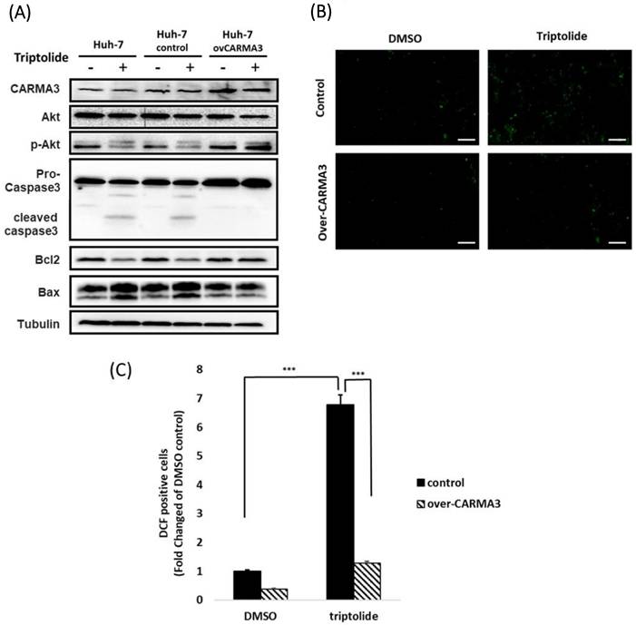 Int J Med Sci Image