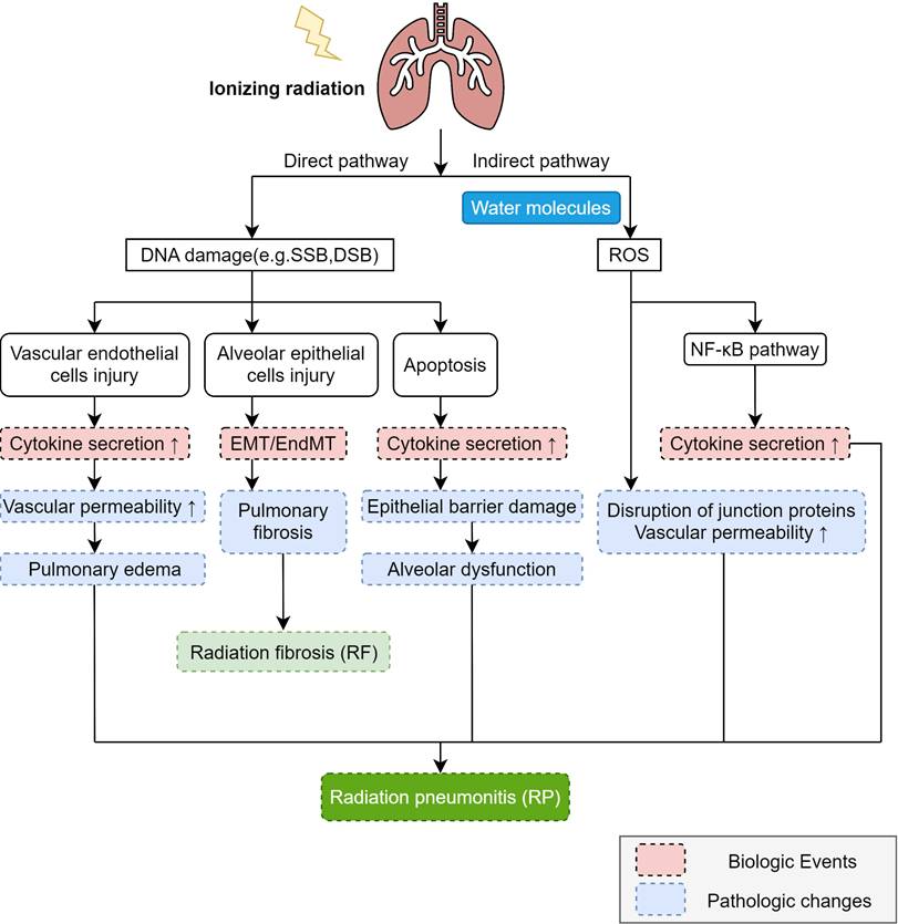 Int J Med Sci Image