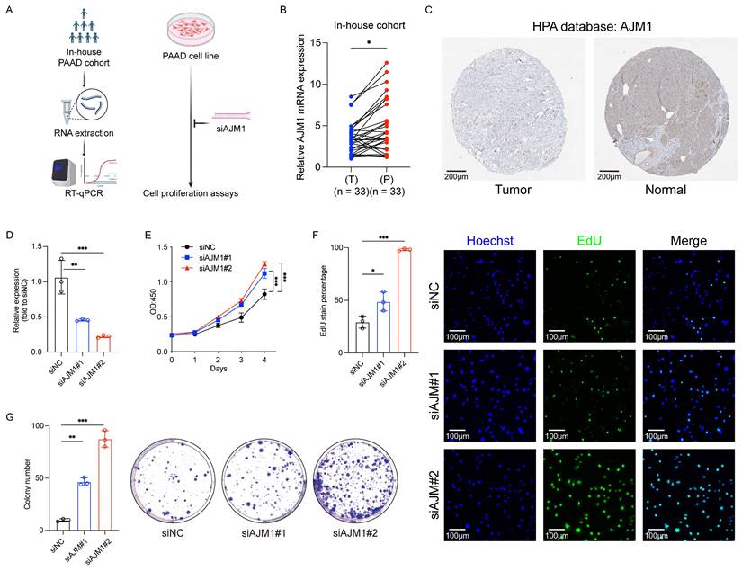 Int J Med Sci Image