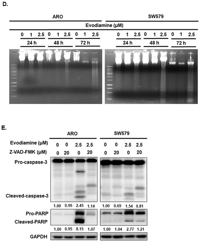 Int J Med Sci Image