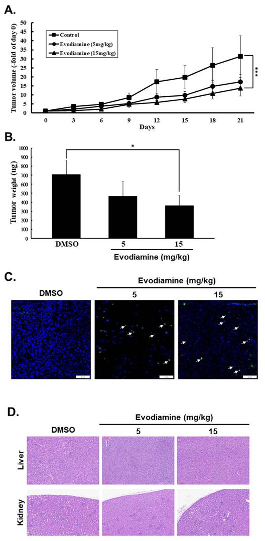 Int J Med Sci Image