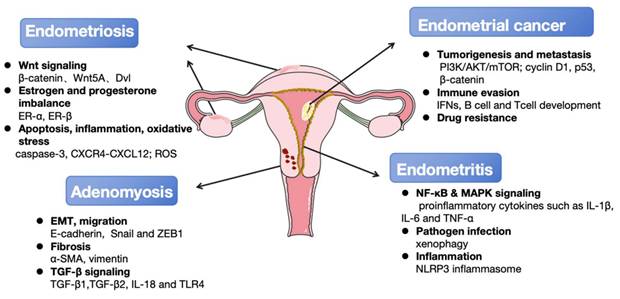 Int J Med Sci Image