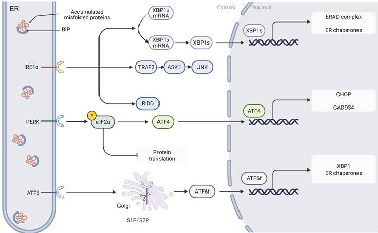 Int J Med Sci Image
