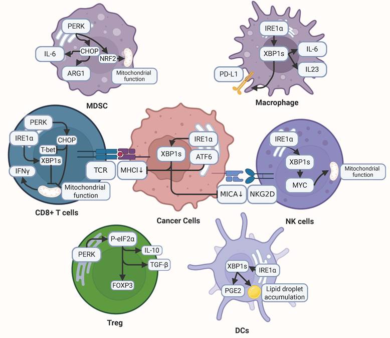 Int J Med Sci Image