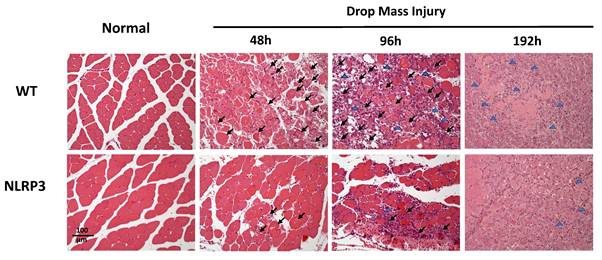 Int J Med Sci Image
