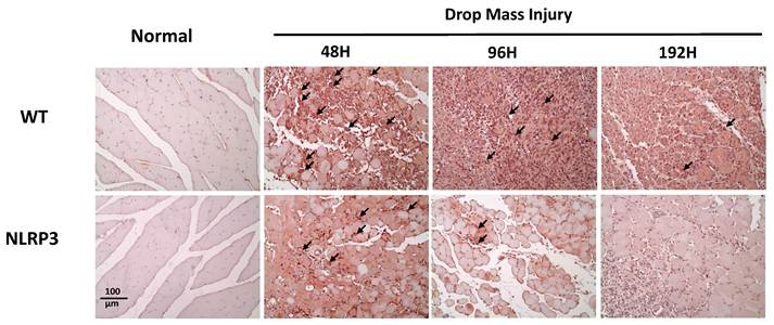 Int J Med Sci Image