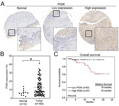 Int J Med Sci Image