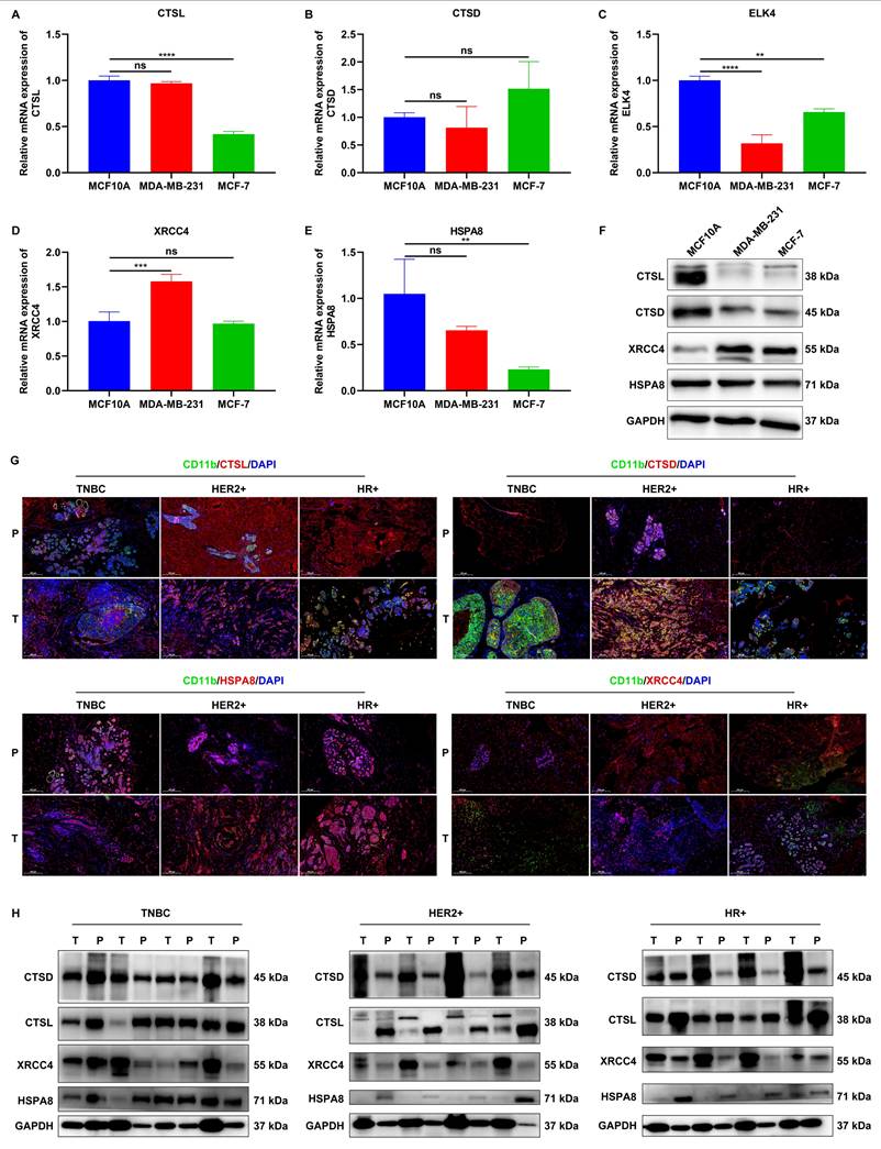 Int J Med Sci Image